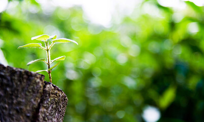 Young green plant growing on dead stump