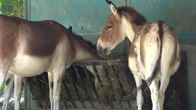 Couple Donkeys, Ass Eating, Chewing Hay on a Farmland, Ranch, Countryside View