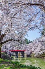 弘前公園の赤橋と桜