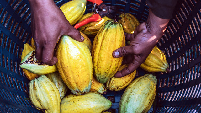 Close-up of Yellow ripe cocoa pods in farmer's hands. Harvest the agricultural cacao fruit produces. yellow ripe cocoa pods in a basket,