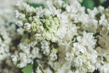 Beautiful lilac flowers. Spring blossom. Blooming lilac bush with tender tiny flower. White lilac flower on the bush. Summer time. Background