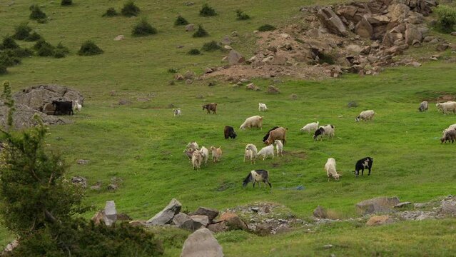 A flock of sheep on a hill. 4k video with sheep and goat farm animals used in agriculture industry. Farm landscape.