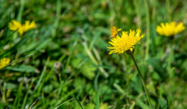 A yellow flowering plant called Jastrzębiec Kosmaczek found on sunny lawns in the city of Bialystok in Podlasie, Poland.