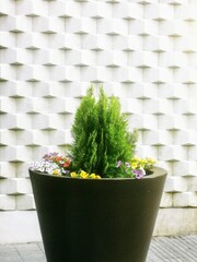 Macetero negro grande con plantas y un fondo cuadriculado blanco 