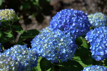 青色の紫陽花　梅雨を待つ　（高知県　のいちあじさい街道）
