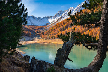Orceyrette Lake in Autumn with golden larch trees and snow covered mountain peaks. Briancon Region...