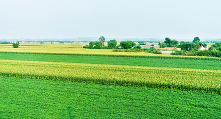 High angle view of organic corn field at agriculture farm