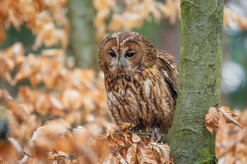 Tawny Owl - Strix aluco, beatiful common own from Euroasian forests and woodlands, Czech Republic.