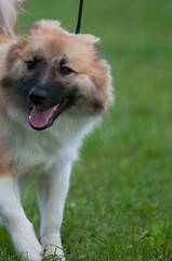 Icelandic Sheepdog walking into frame at a dog show in New York