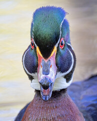 Closeup of a Wood duck Aix sponsa calls out while swimming in a pond in Ottawa, Canada