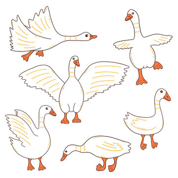 White geese in different poses. Wild or household birds, farming. Poultry. Colorful vector isolated illustration hand drawn doodle