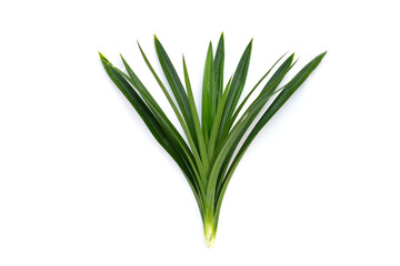 Green pandan leaves on white background.