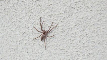 Selective focus of Corner insects on white grey cement concrete wall. The Huntsman spider - Heteropoda venatoria on a white wall at a house