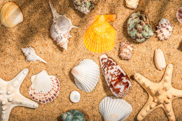 Summer vacation at sea. Sandy summer background with shells and starfish.