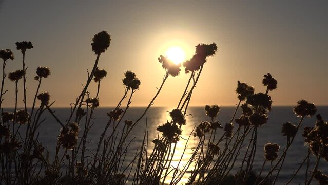 Sun View over Sea, Sunset Landscape on Coastline, Arid, Wild Flowers, Seashore