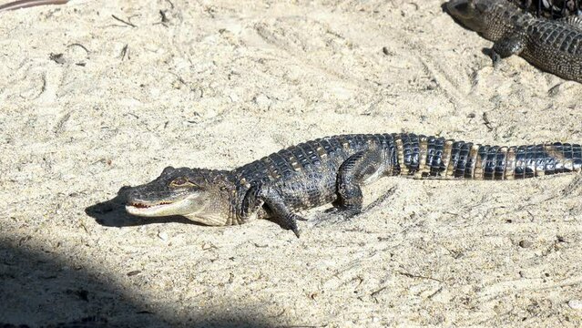 clear handheld shot of a baby alligator in the sand, sunbathing in silence, calm, eyes open, predator look.