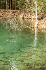 Park Grodek in Jaworzno in Poland, i.e. Polish Maldives (large amounts of fish).