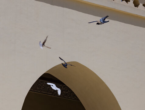pegions in mosque
