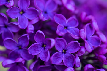 Bright pink lilac blooming with flowers and buds close up, soft lilac, pink flowers mauve, art beautiful bokeh, close up of lilac flowers, lilac flowers on a branch, Pink mulberry flowering background