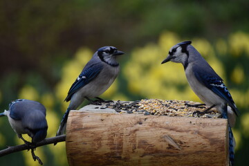 Blue jays at the feeder, Sainte-Apolline,  Québec, Canada