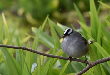 A sparrow in the garden, Sainte-Apolline, Québec, Canada