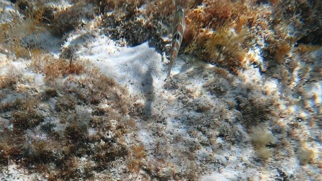 Underwater video of brightly colored ornate wrasse (Thalassoma pavo) swimming at the shallow water