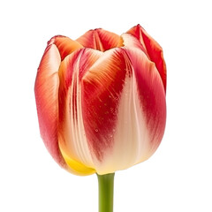 Tulip flower on transparent background