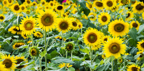 Field of blooming sunflowers for background