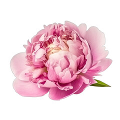 Pink peony flower on transparent background