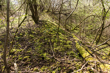 Fototapeta premium Green mosses and lichens in a bushy part of the Grodek park in Jaworzno, Poland