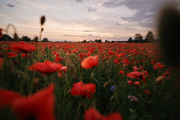 Fototapeta na wymiar Beautiful summer day. Red poppy field.