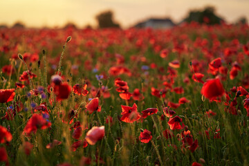 Beautiful summer day. Red poppy field.
