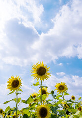 Sunflowers on background of cloudy sky