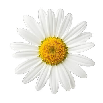 Chamomile or daisy flower isolated on transparent background