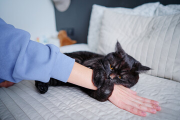 Adorable scottish black tabby cat bitting his owner's hand.