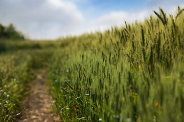 green wheat ears up close with shallow depth of field, wheat field, blue sky