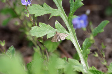 Der Olivenbrauner Zünsler( Pyrausta despicata) sitzt  auf einem Blatt.