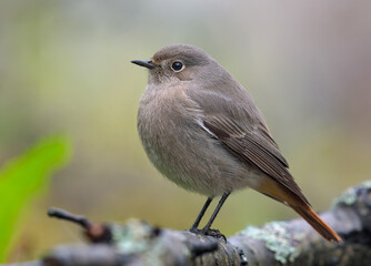 Sad Young Black Redstart (phoenicurus ochruros) close shot of perched bird on lichen twigs 