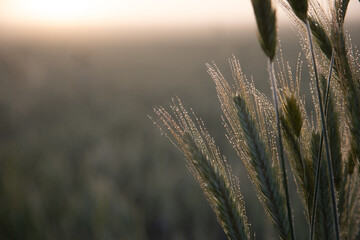 Golden Sunrise Harvest: Summer's Abundant Grain Fields of Northern Europe - obrazy, fototapety, plakaty