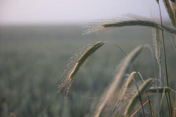 Golden Sunrise Harvest: Summer's Abundant Grain Fields of Northern Europe
