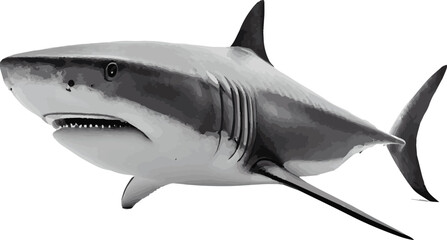 realistic vector shark illustration for project decoration