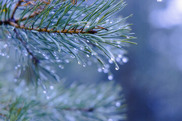 Nature's Rain-kissed Jewels: Glistening Pine Needles in Early Spring in Northern Europe