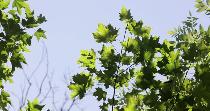 Lush geen tree top in the wind