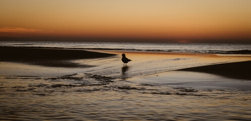 Ein Vogel im Sonnenuntergang am Stand