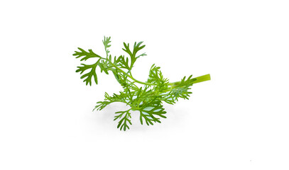 Fresh green plant, nutritious, tasty green parsley. Vector illustration. Vegetables ingredients in triangulation technique.