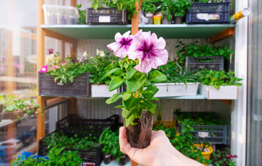Seedling of a petunia flower in a male hand. Growing flowers. Plant business. Hobby. Soft focus.