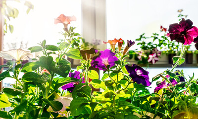 Growing seedlings of flowers at home, on a balcony or greenhouse. Seedlings of petunias in the bright sun. Plant business. Hobby. Back lighting. Soft focus.