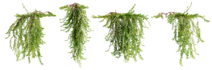 Set of Phyllanthus Myrtifoliu creeper plant, vol 2, isolated on white background. 3D render.