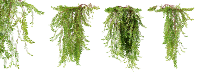 Set of Phyllanthus Myrtifoliu creeper plant, vol 1, isolated on white background. 3D render.