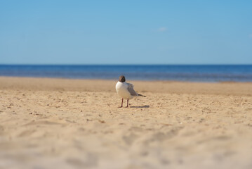 Black headed gull at the beach
